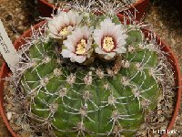 Gymnocalycium nigriareolatum  JLcoll.1955.JPG